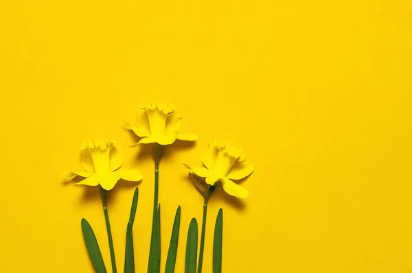 Fondo floral de primavera. Narciso amarillo o flores de narciso sobre fondo amarillo vista superior plano laico. Concepto de Pascua, Día Internacional de la Mujer, 8 de marzo, festivo. Tarjeta con flores. Lugar para el texto — Foto de Stock