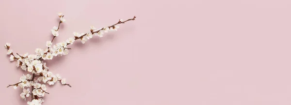 백그라운드와 아름 다운 흰 꽃을 봄. 파스텔 핑크 배경, 꽃 섬세 한 꽃입니다. 스프링 개념입니다. 평면 위치 평면도 복사본 공간. — 스톡 사진