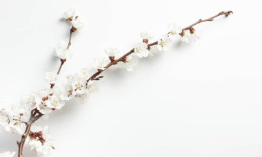 Işık duvarına karşı güzel beyaz çiçekli dalları ile bahar arka plan. Doğa nazik arka plan, çiçek narin çiçekler. Springtime minimal konsept. Düz yatıyordu kopya alanı.