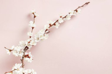 Güzel beyaz çiçekli dalları ile bahar arka plan. Doğa pastel pembe arka plan, Bloom narin çiçekler. Springtime minimal konsept. Düz yatıyordu kopya alanı.