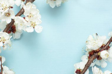 Güzel beyaz çiçekli dalları ile bahar arka plan. Doğa pastel mavi arka plan, Bloom narin çiçekler. Springtime minimal konsept. Düz yatıyordu üst görünüm kopya alanı.
