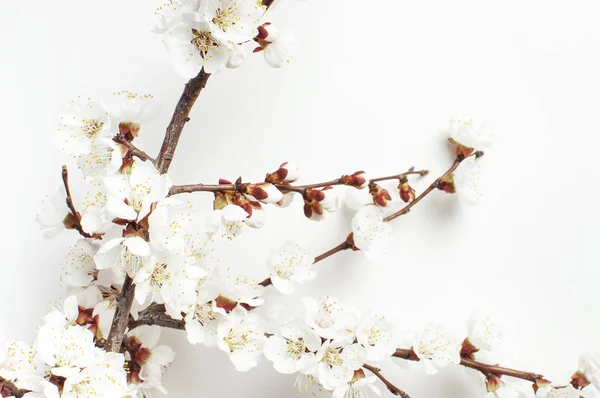 Voorjaars achtergrond met mooie witte bloeiende takken tegen de lichtwand. Natuur zachte achtergrond, bloei delicate bloemen. Lente minimale concept. Platte lay kopie ruimte. — Stockfoto