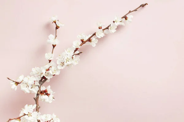 아름 다운 흰 꽃 가지와 봄 배경입니다. 자연 파스텔 핑크 배경, 섬세 한 꽃을 꽃. 봄 미니 멀 개념입니다. 플랫 레이 복사 공간. — 스톡 사진