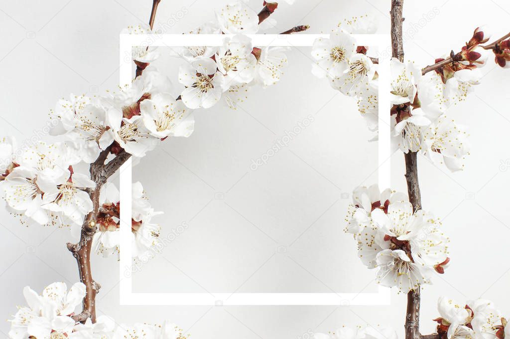 Spring background with beautiful white flowering branches and white frame against the light wall. Nature gentle background, bloom delicate flowers. Springtime minimal concept. Flat lay copy space.