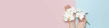 Kadınların elleri, güzel beyaz falanopsis orkide çiçeklerinin dalını pastel mavi arka planda düz bir zemin üzerinde tutarlar. Tropik çiçek, orkide dalı. Tatil, Kadın Günü, Çiçek kartı, güzellik