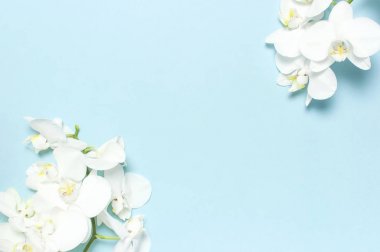 Pastel mavi arka plan manzaralı güzel beyaz falanopsis orkide çiçekleri düz yatıyordu. Tropikal çiçek, orkide dalı yakın. Orkide arka planı. Tatil, Kadınlar Günü, Çiçek kartı, güzellik