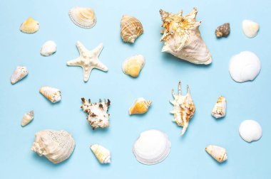 Yaz konsepti, deniz geçmişi. Pastel mavi arka planda farklı deniz kabukları ve denizyıldızı. Üst görünüm, düz döşeme, kopyalama alanı. Deniz yaz tatili arka plan. Seyahat, deniz hatırası