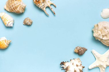 Yaz konsepti, deniz geçmişi. Pastel mavi arka planda farklı deniz kabukları ve denizyıldızı. Üst görünüm, düz döşeme, kopyalama alanı. Deniz yaz tatili arka plan. Seyahat, deniz hatırası