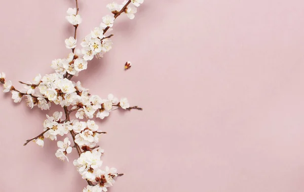봄의 국경선 과아름다운 하얀 꽃가지들이 있다. 분홍색 배경에우아 한 꽃들이 피고 있다. 스프링 타임 컨셉이야. 평평하게 꼭대기 뷰 복사기 공간. — 스톡 사진