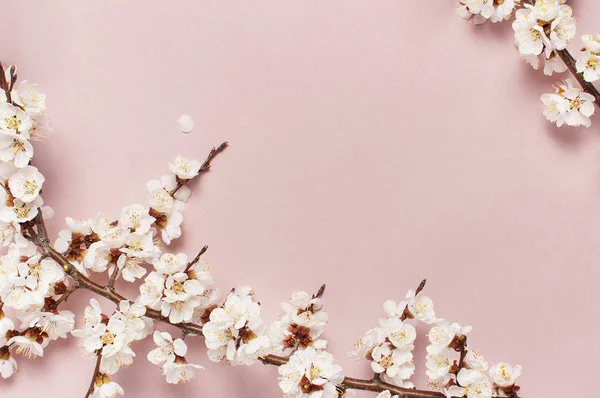 봄의 국경선 과아름다운 하얀 꽃가지들이 있다. 분홍색 배경에우아 한 꽃들이 피고 있다. 스프링 타임 컨셉이야. 평평하게 꼭대기 뷰 복사기 공간. — 스톡 사진