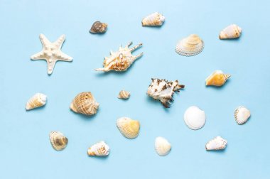 Yaz konsepti, deniz geçmişi. Pastel mavi arka planda farklı deniz kabukları ve denizyıldızı. Üst görünüm, düz döşeme, kopyalama alanı. Deniz yaz tatili arka plan. Seyahat, deniz hatırası