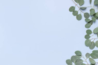 Açık mavi arka plan üzerinde okaliptüs dalları. Düz döşeme, üst görünüm, kopyalama alanı. Çiçek arka plan, çiçek kompozisyon, yeşil Okaliptüs yaprakları, alay.