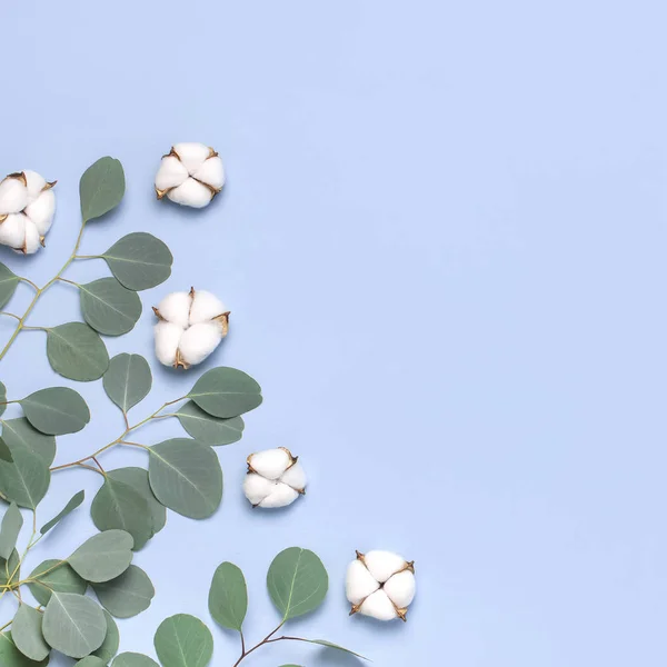Flores de algodón y ramitas de eucalipto fresco sobre fondo azul claro. Composición de flores planas. Vista superior, espacio de copia. Delicadas flores de algodón blanco. Fondo floral, tarjeta de felicitación — Foto de Stock
