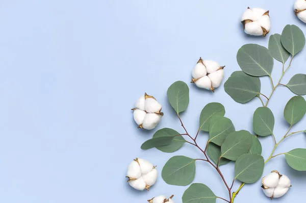 Flores de algodón y ramitas de eucalipto fresco sobre fondo azul claro. Composición de flores planas. Vista superior, espacio de copia. Delicadas flores de algodón blanco. Fondo floral, tarjeta de felicitación — Foto de Stock
