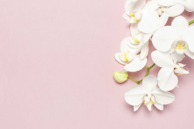 Pastel pembe arka plan üst görünüm düz yatıyordu güzel Beyaz Phalaenopsis orkide çiçekler. Tropikal çiçek, orkide dalı yakın. Pembe orkide arka plan. Tatil, Kadınlar Günü, Çiçek Kartı, güzellik