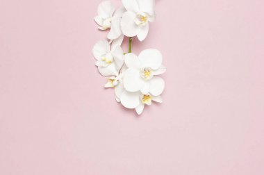 Pastel pembe arka plan üst görünüm düz yatıyordu güzel Beyaz Phalaenopsis orkide çiçekler. Tropikal çiçek, orkide dalı yakın. Pembe orkide arka plan. Tatil, Kadınlar Günü, Çiçek Kartı, güzellik