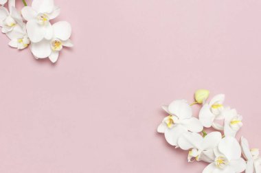 Pastel pembe arka plan üst görünüm düz yatıyordu güzel Beyaz Phalaenopsis orkide çiçekler. Tropikal çiçek, orkide dalı yakın. Pembe orkide arka plan. Tatil, Kadınlar Günü, Çiçek Kartı, güzellik