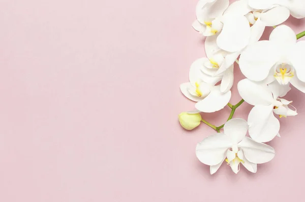 Belas flores brancas da orquídea de Phalaenopsis no fundo rosa pastel vista superior flat lay. Flor tropical, ramo de orquídea perto. Fundo de orquídea rosa. Feriado, Dia da Mulher, Cartão de Flor, beleza — Fotografia de Stock