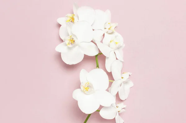 Hermosas flores de orquídea Phalaenopsis blanco sobre fondo rosa pastel vista superior plano laico. Flor tropical, rama de orquídea de cerca. Fondo de orquídea rosa. Vacaciones, Día de la Mujer, Flower Card, belleza —  Fotos de Stock