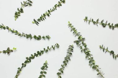 Gri arka plan üst görünüm düz bitkilerin Bahar yeşil dalları kopyalama alanı yatıyordu. Dekoratif bitki dalı, rustik arka plan, çiçek kompozisyonu. Minimalist tarz