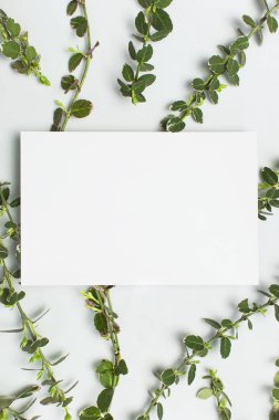 Boş beyaz kağıt ve gri arka plan üst görünüm düz bitkilerin bahar yeşil dalları kopyalama alanı yatıyordu. Dekoratif bitki dalı, rustik arka plan, çiçek kompozisyon mockup Minimalist tarzı