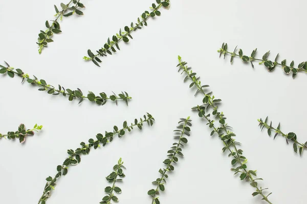 Άνοιξη πράσινα κλαδιά των φυτών σε γκρι φόντο επάνω όψη επίπεδη θέσει αντίγραφο χώρου. Διακοσμητικός κλάδος φυτών, ρουστίκ φόντο, λουλούδια σύνθεση. Μινιμαλιστικό στυλ — Φωτογραφία Αρχείου