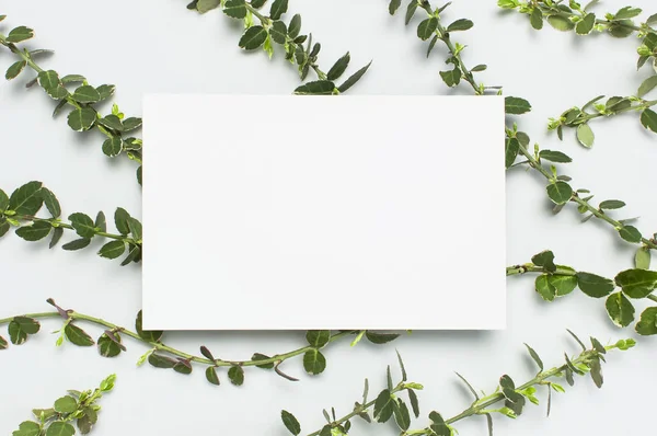 Blank white paper and spring green twigs of plants on gray background top view flat lay copy space. Decorative plant branch, rustic background, flowers composition mockup Minimalistic style — Stock Photo, Image