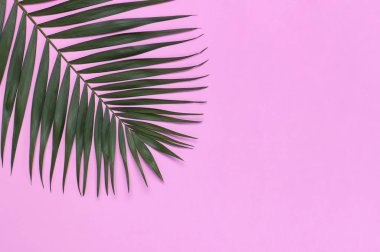 Pastel pembe arka planda tropikal palmiye yaprakları. Düz döşeme, üst görünüm, kopyalama alanı. Yaz geçmişi, doğa. Tropikal yaprakları ile Yaratıcı minimal arka plan. Yaprak deseni