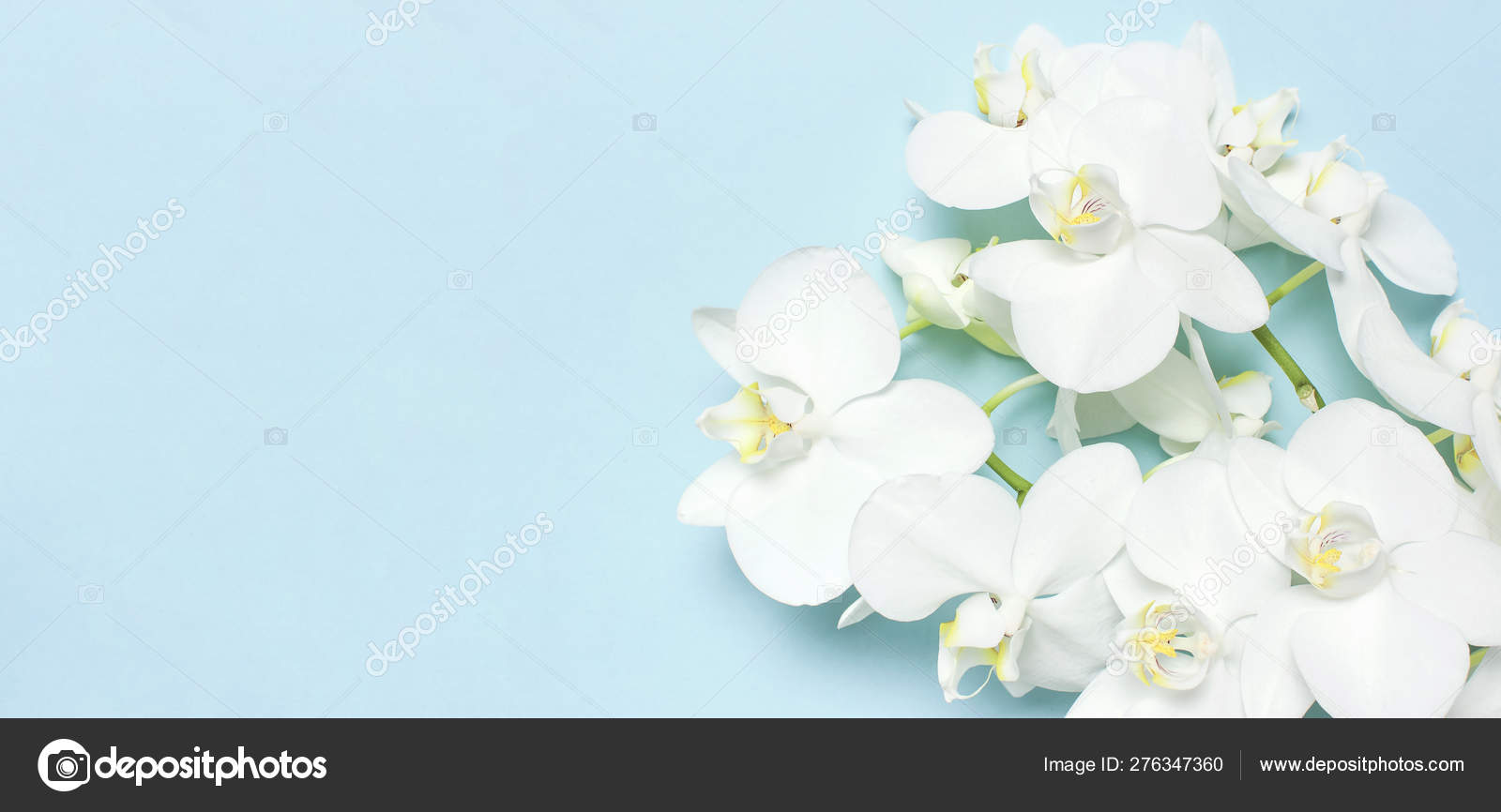Beautiful White Phalaenopsis Orchid Flowers On Pastel Blue Background Top View Flat Lay Tropical Flower Branch Of Orchid Close Up Orchid Background Holiday Women S Day Flower Card Beauty Stock Photo C