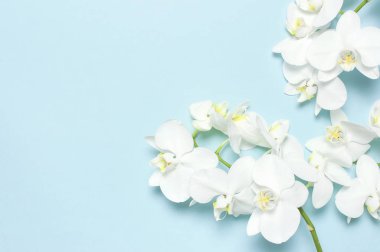 Pastel mavi arka plan manzaralı güzel beyaz falanopsis orkide çiçekleri düz yatıyordu. Tropikal çiçek, orkide dalı yakın. Orkide arka planı. Tatil, Kadınlar Günü, Çiçek kartı, güzellik