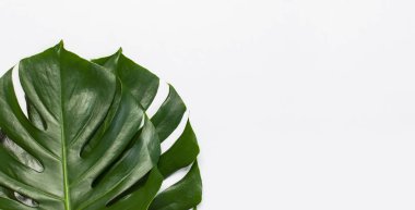 Monstera açık gri arka planda bırakır. Düz döşeme, üst görünüm, kopyalama alanı. Yaz geçmişi, doğa. Tropikal yaprakları ile Yaratıcı minimal arka plan. Yaprak deseni