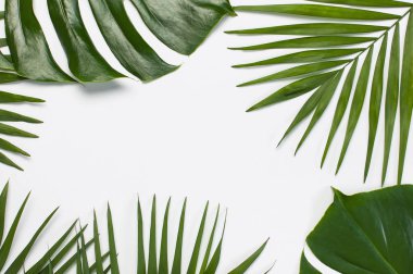 Açık gri arka plan üzerinde tropikal palmiye yaprakları ve monstera yaprağı Çerçeve. Düz döşeme, üst görünüm, kopyalama alanı. Yaz geçmişi, doğa. Tropikal yaprakları ile yaratıcı minimal arka plan.