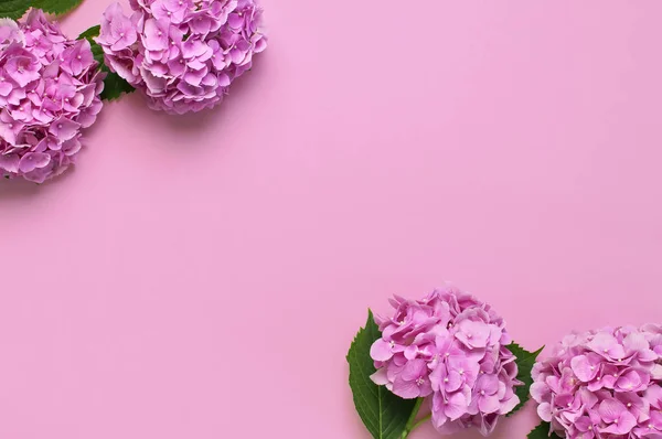 Quadro de belas flores de hortênsia rosa com folhas verdes no fundo rosa vista superior plana leigos espaço de cópia. Cartão de flores. Férias, parabéns, dia feliz das mães. Dia Internacional da Mulher . — Fotografia de Stock