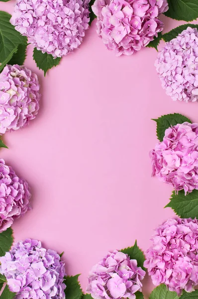 Keret gyönyörű virágok rózsaszín Hortenzia zöld levelek rózsaszín háttér felső nézet lapos feküdt másolat helyet. Virág-kártya. Ünnep, Gratulálok, Boldog anyák napja. Nemzetközi nőnap. — Stock Fotó