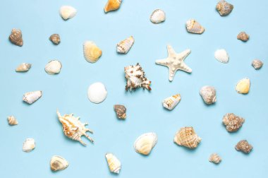 Yaz konsepti, deniz geçmişi. Pastel mavi arka planda farklı deniz kabukları ve denizyıldızı. Üst görünüm, düz döşeme, kopyalama alanı. Deniz yaz tatili arka plan. Seyahat, deniz hatırası