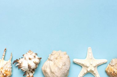 Yaz konsepti, deniz geçmişi. Pastel mavi arka planda farklı deniz kabukları ve denizyıldızı. Üst görünüm, düz döşeme, kopyalama alanı. Deniz yaz tatili arka plan. Seyahat, deniz hatırası