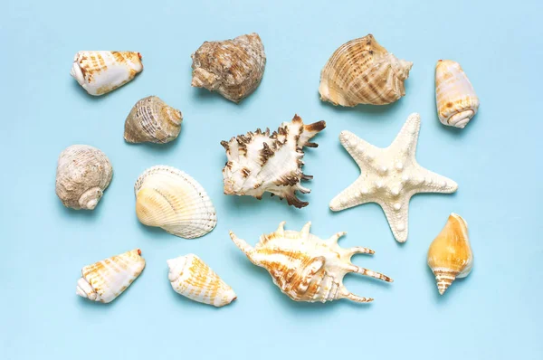 Summer concept, marine background. Different seashells and starfish on pastel blue background. Top view, flat lay, copy space. Sea summer vacation background. Travel, marine souvenir