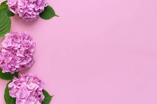 Lindas flores de hortênsia rosa com folhas verdes no fundo rosa vista superior plana colocar espaço de cópia. Cartão de flores. Férias, parabéns, dia feliz das mães. Dia Internacional da Mulher — Fotografia de Stock