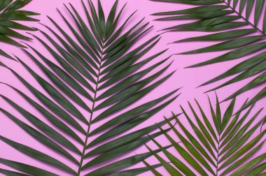 Pastel pembe arka planda tropikal palmiye yaprakları. Düz döşeme, üst görünüm, kopyalama alanı. Yaz geçmişi, doğa. Tropikal yaprakları ile Yaratıcı minimal arka plan. Yaprak deseni