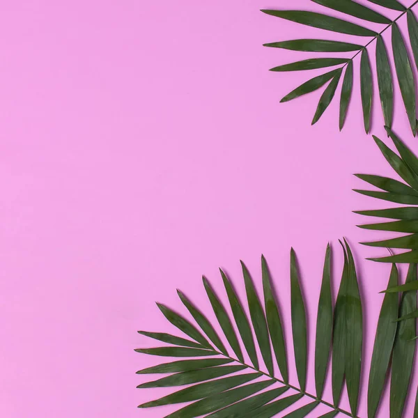 Hojas de palma tropical sobre fondo rosa pastel. Piso tendido, vista superior, espacio para copiar. Fondo de verano, naturaleza. Fondo mínimo creativo con hojas tropicales. Patrón de hoja — Foto de Stock