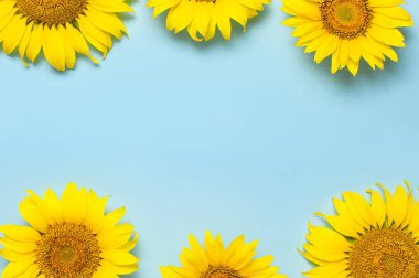 Çerçeve mavi arka plan üzerinde güzel taze ayçiçeği. Düz döşeme, üst görünüm, kopyalama alanı. Sonbahar veya yaz Kavramı, hasat zamanı, tarım. Ayçiçeği doğal arka plan. Çiçek kartı