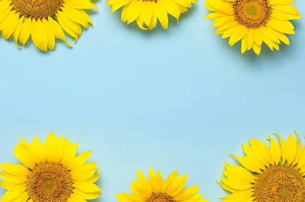 Frame van prachtige verse zonnebloemen op blauwe achtergrond. Platte lay, bovenaanzicht, kopieer ruimte. Herfst-of zomer concept, oogsttijd, landbouw. Zonnebloem natuurlijke achtergrond. Bloem kaart — Stockfoto