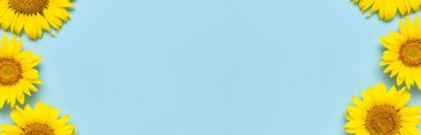 Çerçeve mavi arka plan üzerinde güzel taze ayçiçeği. Düz döşeme, üst görünüm, kopyalama alanı. Sonbahar veya yaz Kavramı, hasat zamanı, tarım. Ayçiçeği doğal arka plan. Çiçek kartı