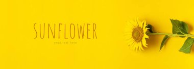 Parlak sarı arka plan üzerinde güzel taze ayçiçeği. Düz döşeme, üst görünüm, kopyalama alanı. Sonbahar veya yaz Kavramı, hasat zamanı, tarım. Ayçiçeği doğal arka plan. Çiçek kartı