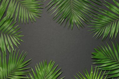 Tropikal yaprakları ile Yaratıcı minimal arka plan. Gri siyah arka plan üzerinde tropikal palmiye yaprakları. Düz döşeme, üst görünüm, kopyalama alanı. Yaz geçmişi, doğa. Yaprak deseni