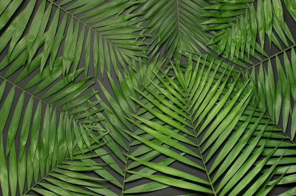 Kreativer minimaler Hintergrund mit tropischen Blättern. tropische Palmenblätter auf grau-schwarzem Hintergrund. flache Lage, Draufsicht, Kopierraum. Sommer Hintergrund, Natur. Blattmuster — Stockfoto
