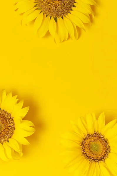 Mooie frisse zonnebloemen op fel gele achtergrond. Platte lay, bovenaanzicht, kopieer ruimte. Herfst-of zomer concept, oogsttijd, landbouw. Zonnebloem natuurlijke achtergrond. Bloem kaart — Stockfoto