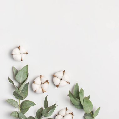 Düz çiçekli kompozisyon. Pamuk çiçekleri ve açık gri arka planda taze okaliptüs dalları. Üst görünüm, boşluğu kopyala. Narin beyaz pamuk çiçekleri. Çiçek arkaplan, tebrik kartı. Kare biçimi