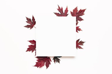 Sonbahar kompozisyonu. Kırmızı bordo akçaağaç yaprakları ve beyaz arka planda beyaz sayfa. Düz konum, üst görünüm, kopyalama alanı. Sonbahar konsepti. Sonbahar arkaplanı. Yaratıcı sezon düzeni