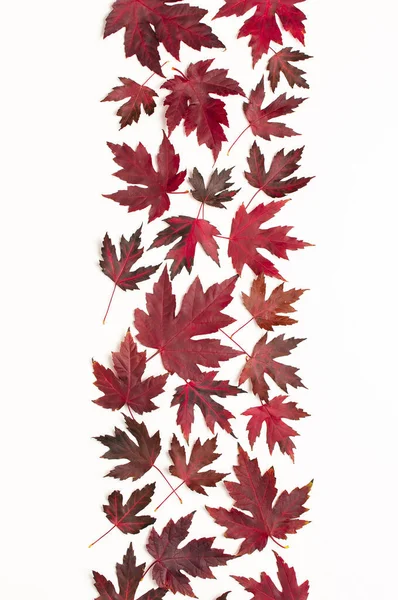 Autumn composition. Red burgundy maple leaves isolated on white background. Flat lay, top view, copy space. Fall concept. Autumn background. Creative season layout